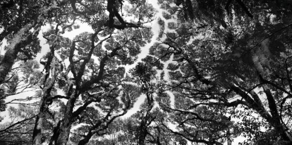 Forêts tropicales