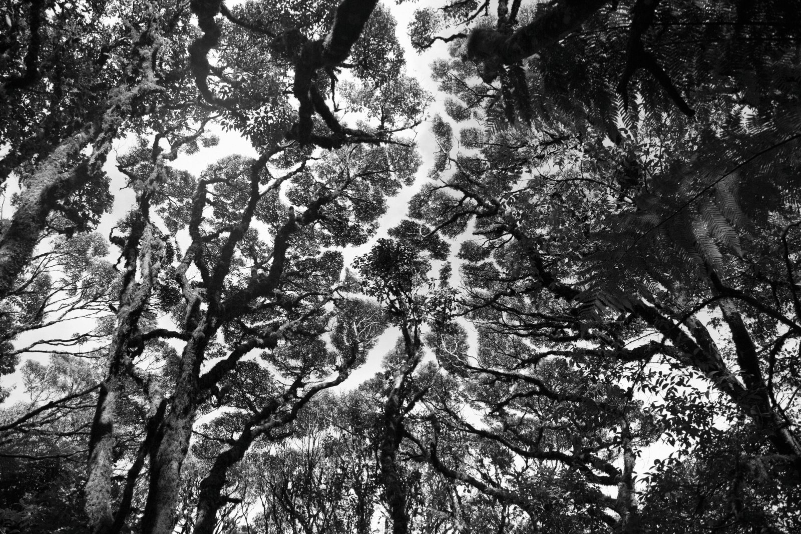 Forêts tropicales